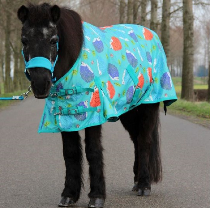 Overtollig Verplicht Veroveraar Harry&Hector Pony Outdoor deken Hedgehog turquoise Maat 145 -  RuitersportWinkel.eu